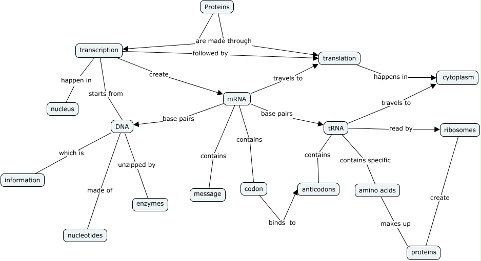 Protein Synthesis Concept Map What is the process of protein synthesis?